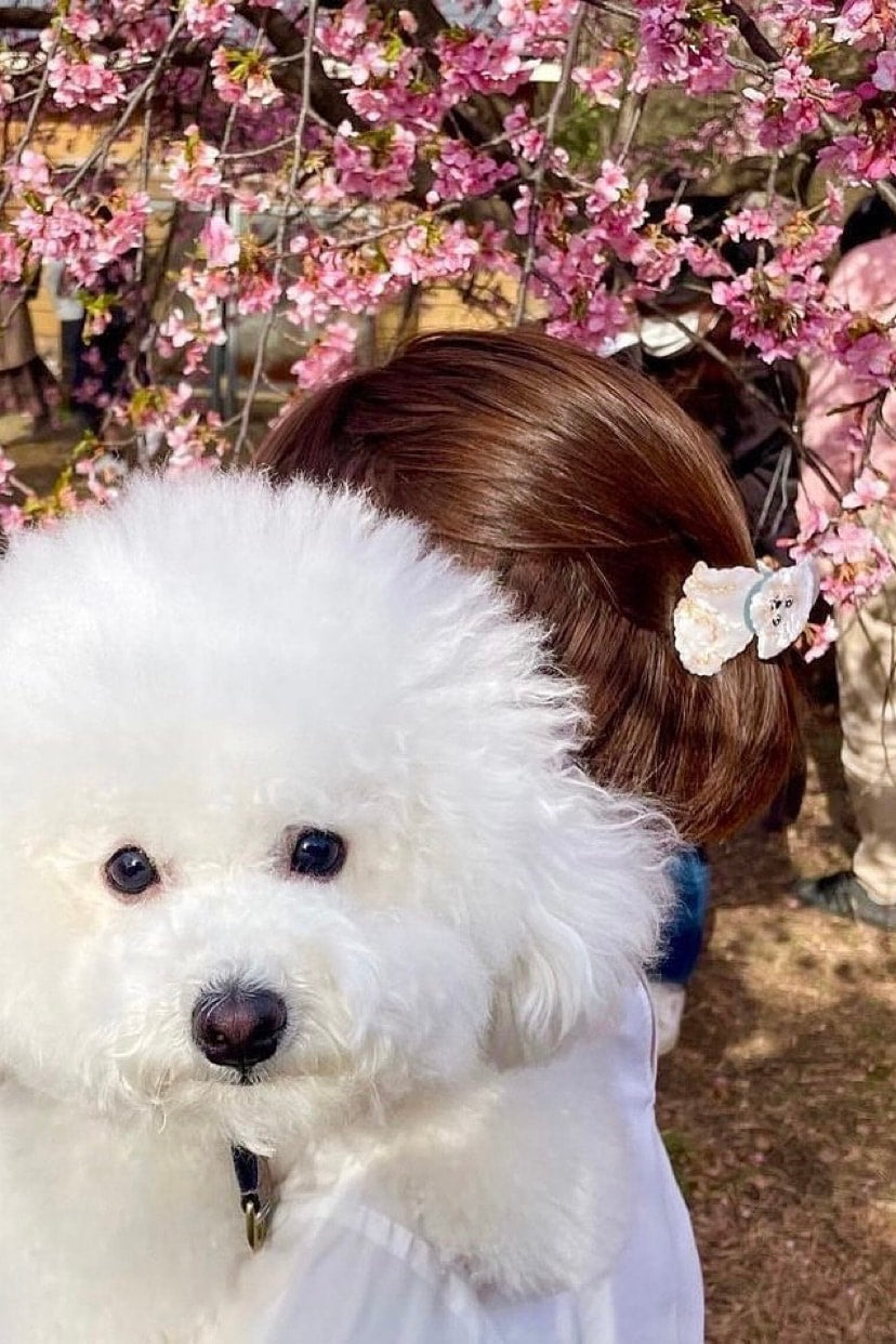 BICHON HAIR CLAW