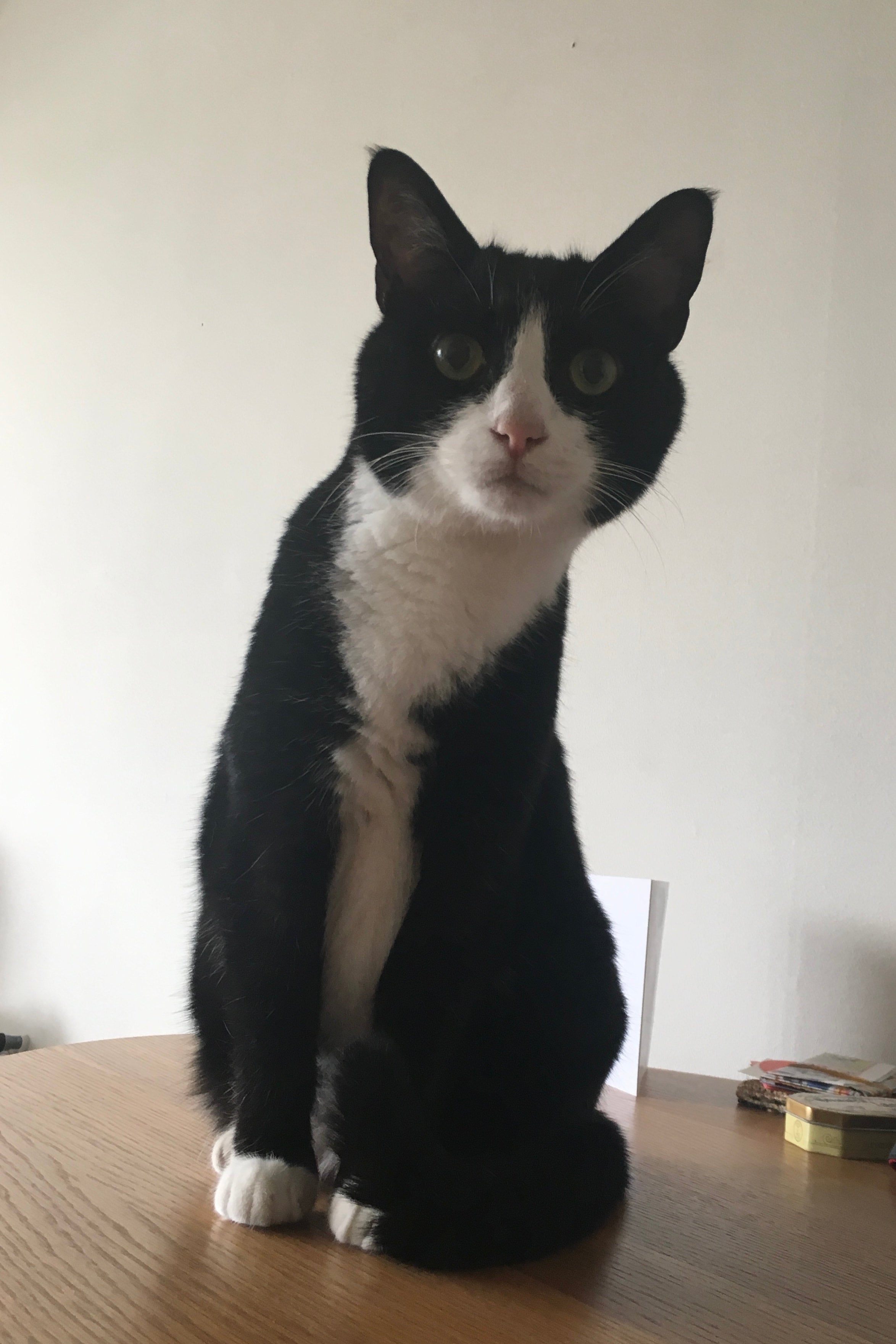 BLACK & WHITE CAT HAIR CLAW