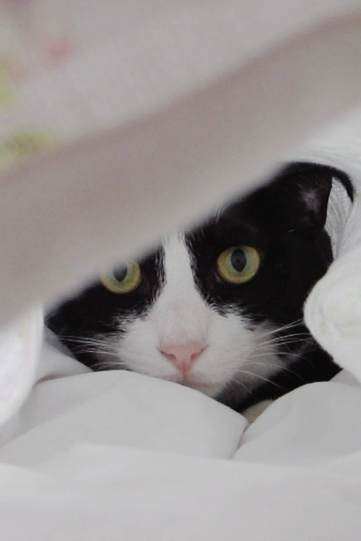 BLACK & WHITE CAT HAIR CLIP
