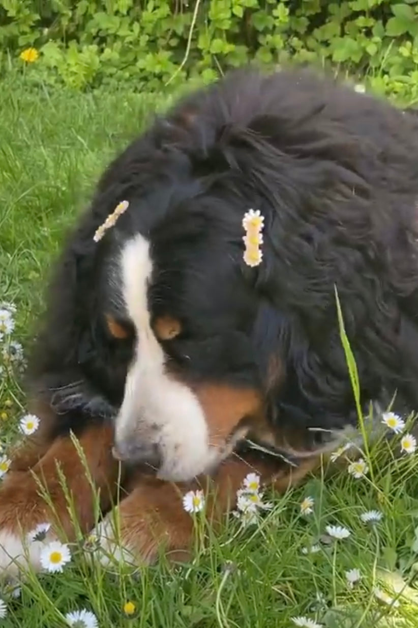 DAISIES HAIR CLIP