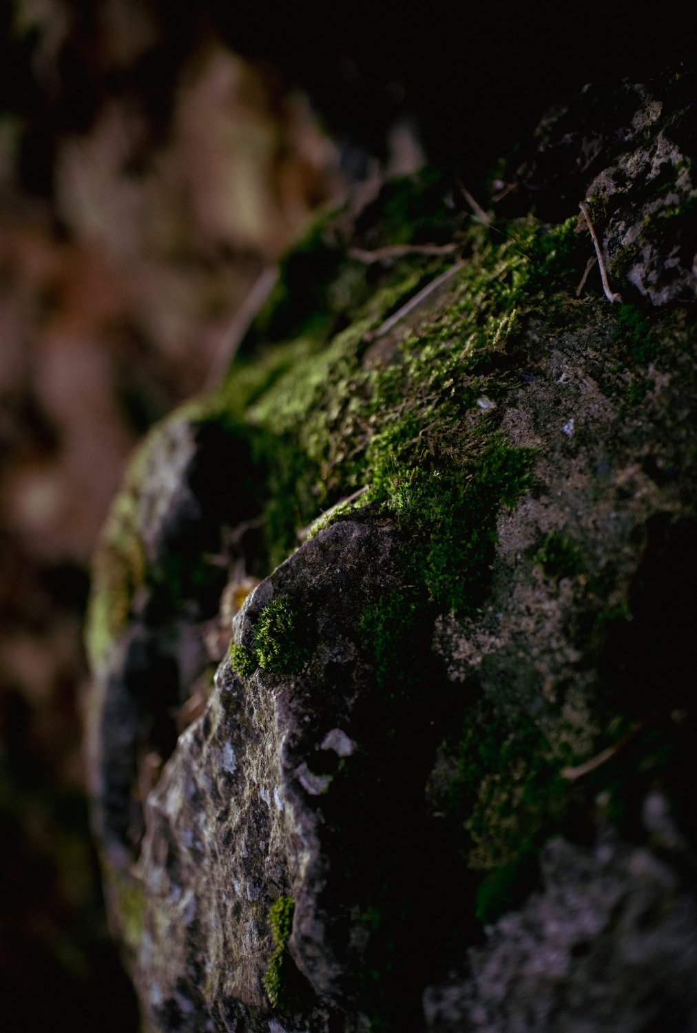 Lush scrunchie | Mystic Moss